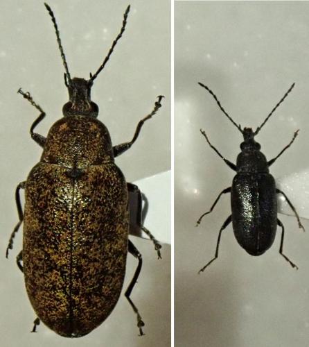 Réf. 284 679 : Mycterus curculioides